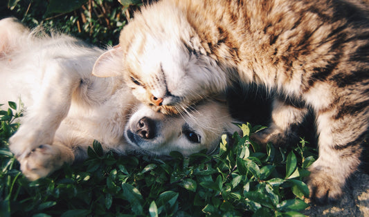 Are Essential Oils Safe for Pets? A Detailed Overview of Pet Safe VS. Toxic Essential Oils