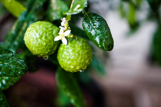 Bergamot Essential Oil: How to Use It and Benefits