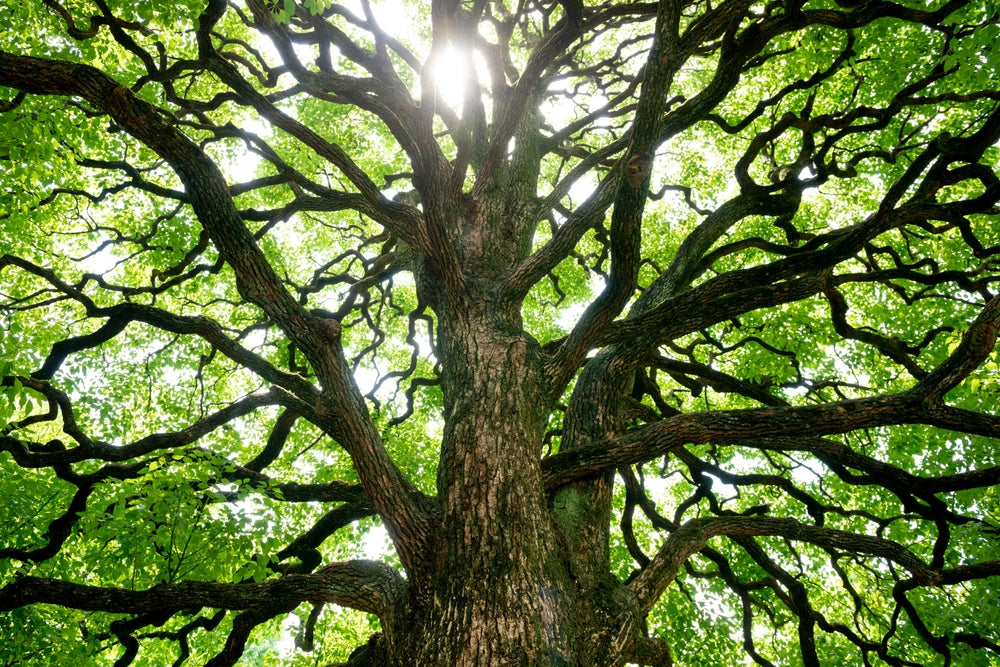 Camphor Essential Oil: How to Use It and Benefits