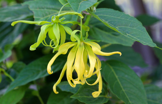 Ylang Ylang Essential Oil: How to Use It and Benefits