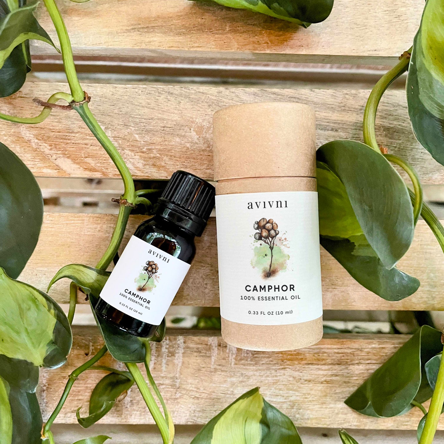 Avivni Camphor Essential Oil- 100% Pure, Organic, Therapeutic Grade, 0.33oz (10ml)