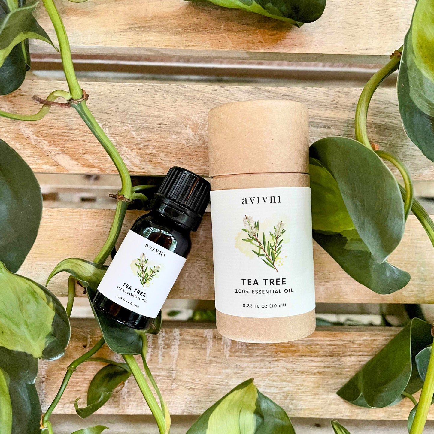 Avivni Tea Tree Essential Oil- 100% Pure, Organic, Therapeutic Grade, 0.33oz (10ml)