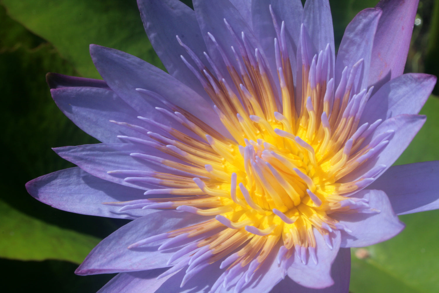 blue-lotus-essential-oil-how-to-use-it-and-benefits-avivni