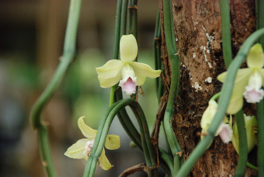 Vanilla Essential Oil:  How to Use It and Benefits