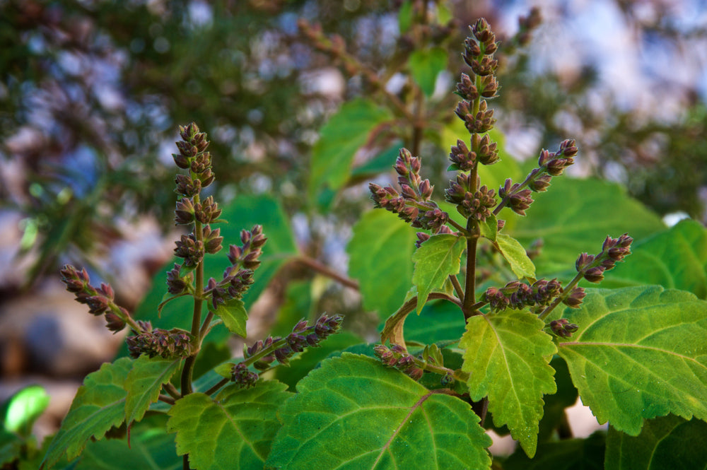 Patchouli Essential Oil: How to Use It and Benefits