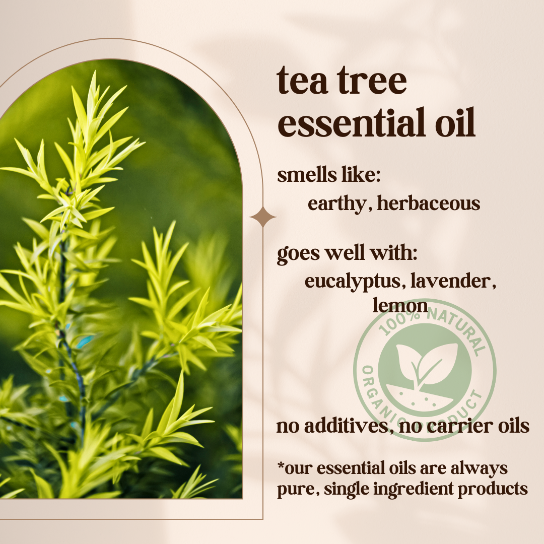 Avivni Tea Tree Essential Oil- 100% Pure, Organic, Therapeutic Grade, 0.33oz (10ml)